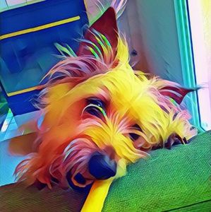 🐾It's National Pet Day!! Happy Wednesday!!🐾